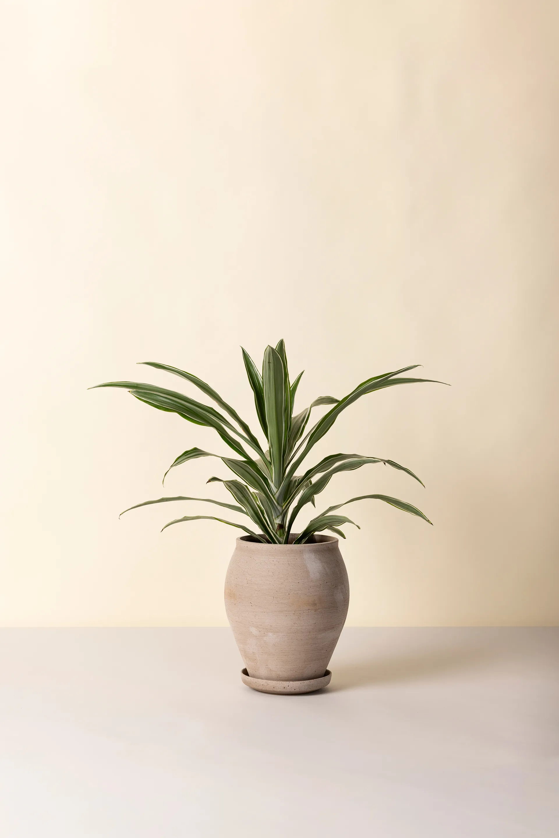 Cache-pot avec soucoupe Delphi 2 pièces, Gris, Ø22 cm, haut Bergs Potter