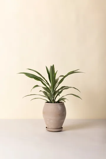 Cache-pot avec soucoupe Delphi 2 pièces - Gris, Ø22 cm, haut - Bergs Potter