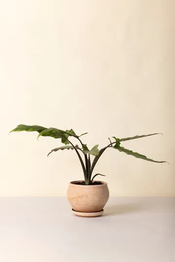 Cache-pot avec soucoupe Delphi 2 pièces - Rose, Ø24 cm, low - Bergs Potter