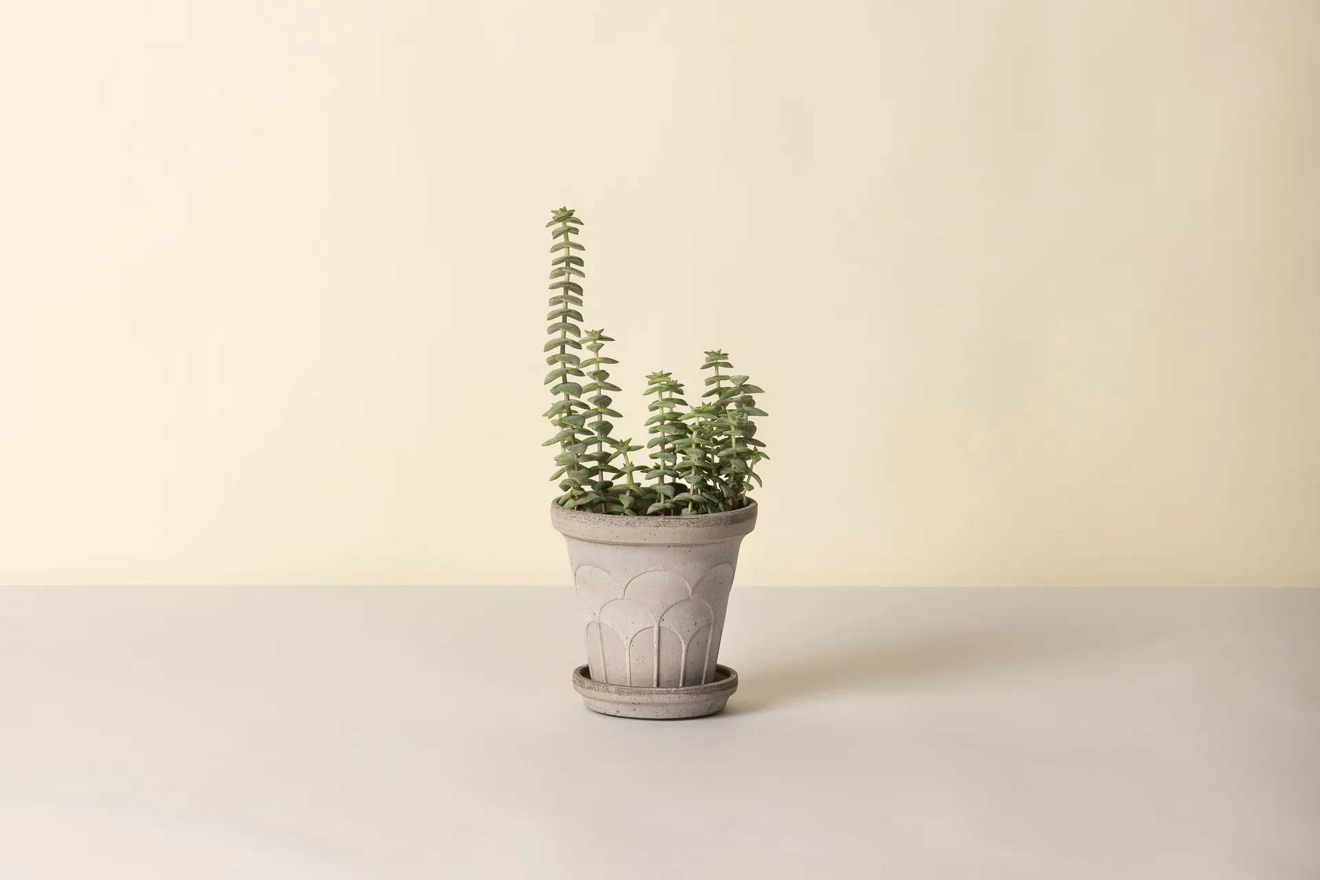 Cache-pot avec soucoupe Fleur 2 pièces, Gris, Ø14 cm Bergs Potter