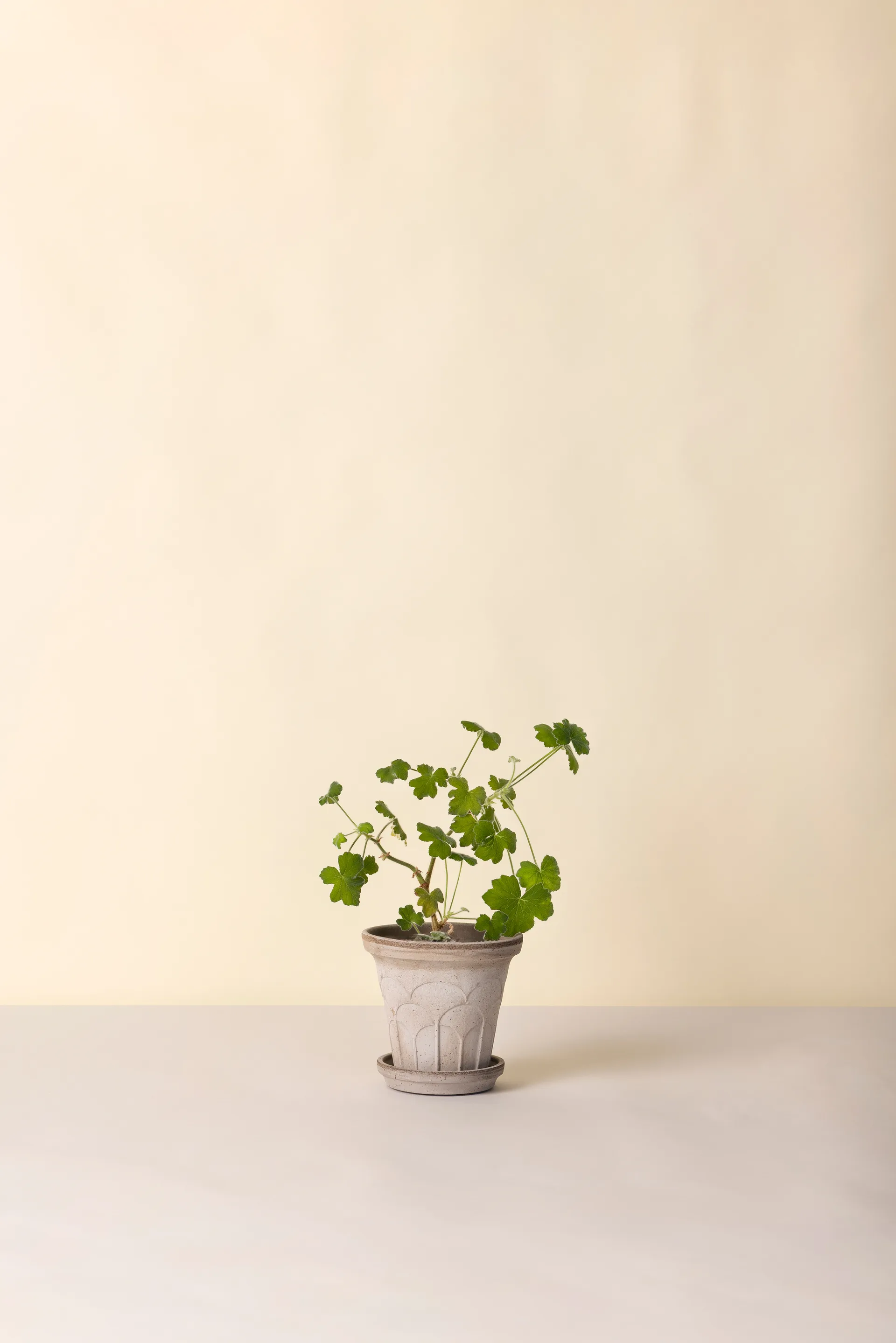 Cache-pot avec soucoupe Fleur 2 pièces, Gris, Ø16 cm Bergs Potter