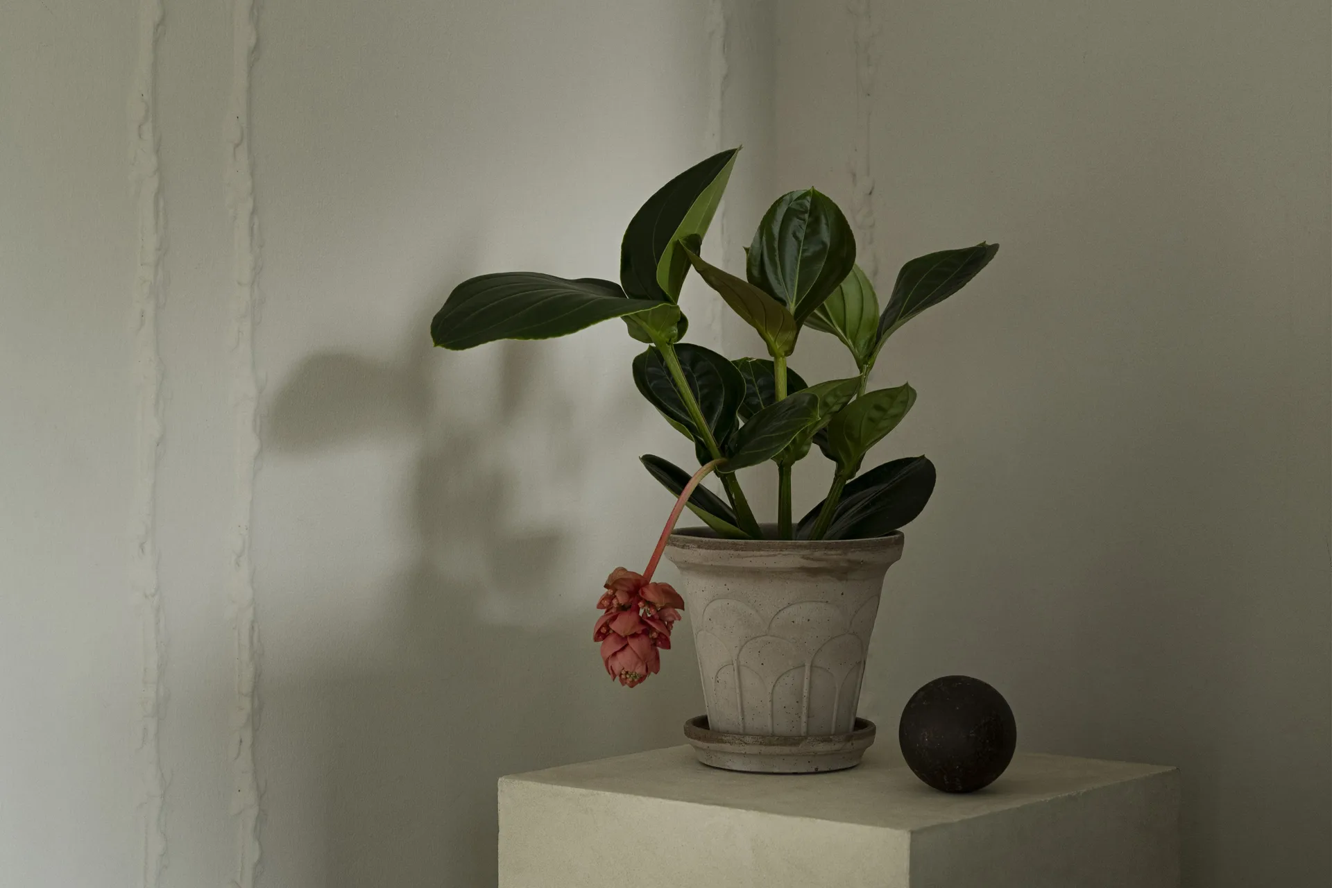 Cache-pot avec soucoupe Fleur 2 pièces, Gris, Ø18 cm Bergs Potter