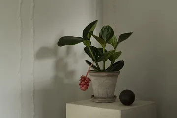 Cache-pot avec soucoupe Fleur 2 pièces - Gris, Ø18 cm - Bergs Potter