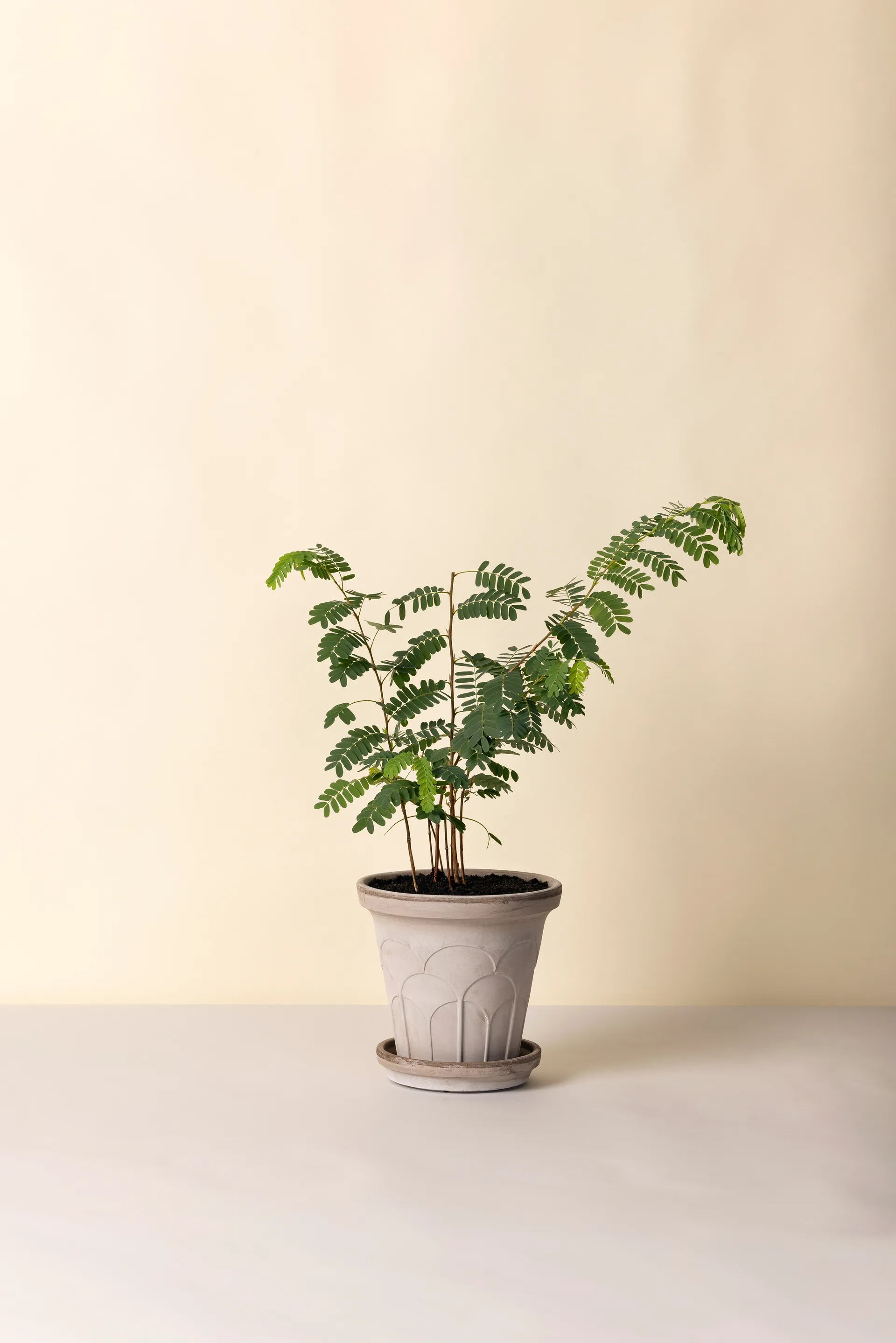 Cache-pot avec soucoupe Fleur 2 pièces, Gris, Ø21 cm Bergs Potter