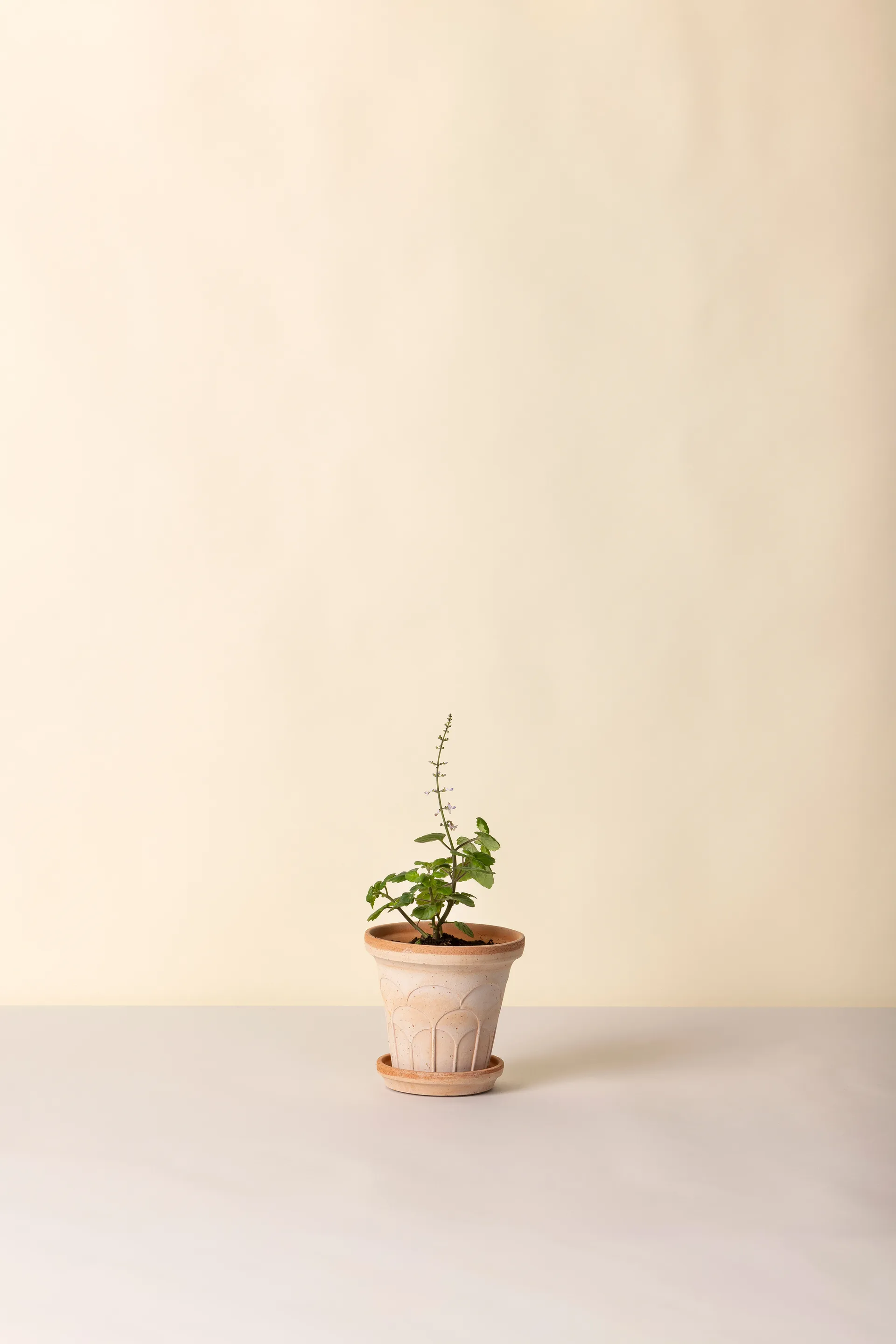 Cache-pot avec soucoupe Fleur 2 pièces, Rose, Ø14 m Bergs Potter