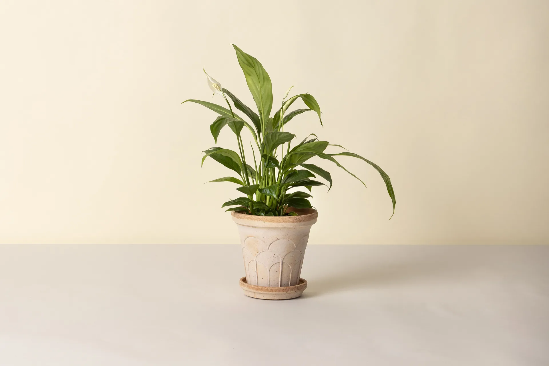 Cache-pot avec soucoupe Fleur 2 pièces, Rose, Ø16 cm Bergs Potter