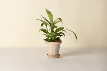 Cache-pot avec soucoupe Fleur 2 pièces - Rose, Ø16 cm - Bergs Potter