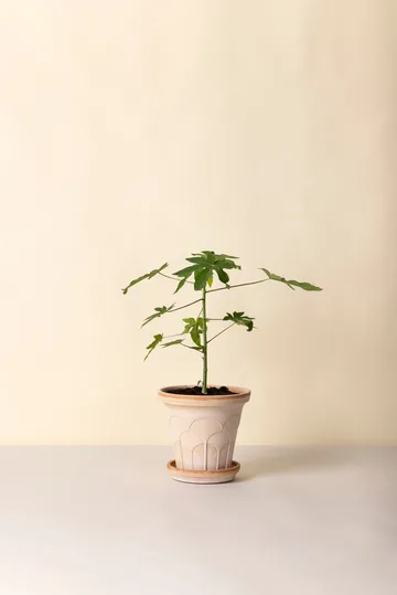 Cache-pot avec soucoupe Fleur 2 pièces - Rose, Ø21 cm - Bergs Potter