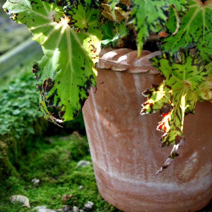 Cache-pot Emilia 16 cm, Rose Bergs Potter