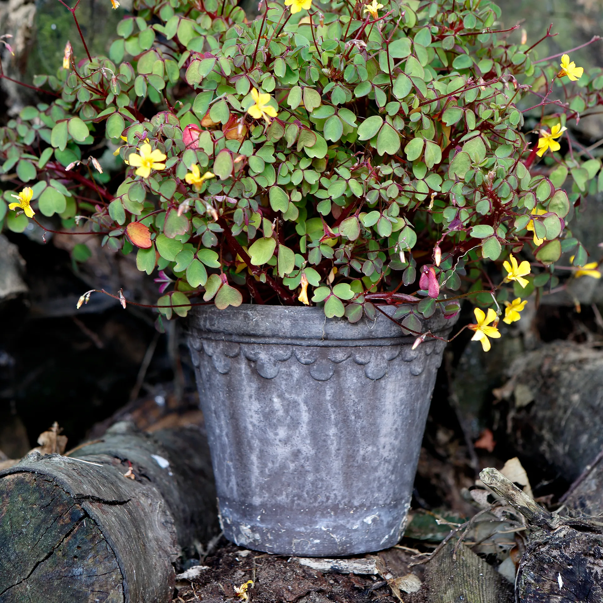 Cache-pot Københavner Ø16 cm, Gris Bergs Potter