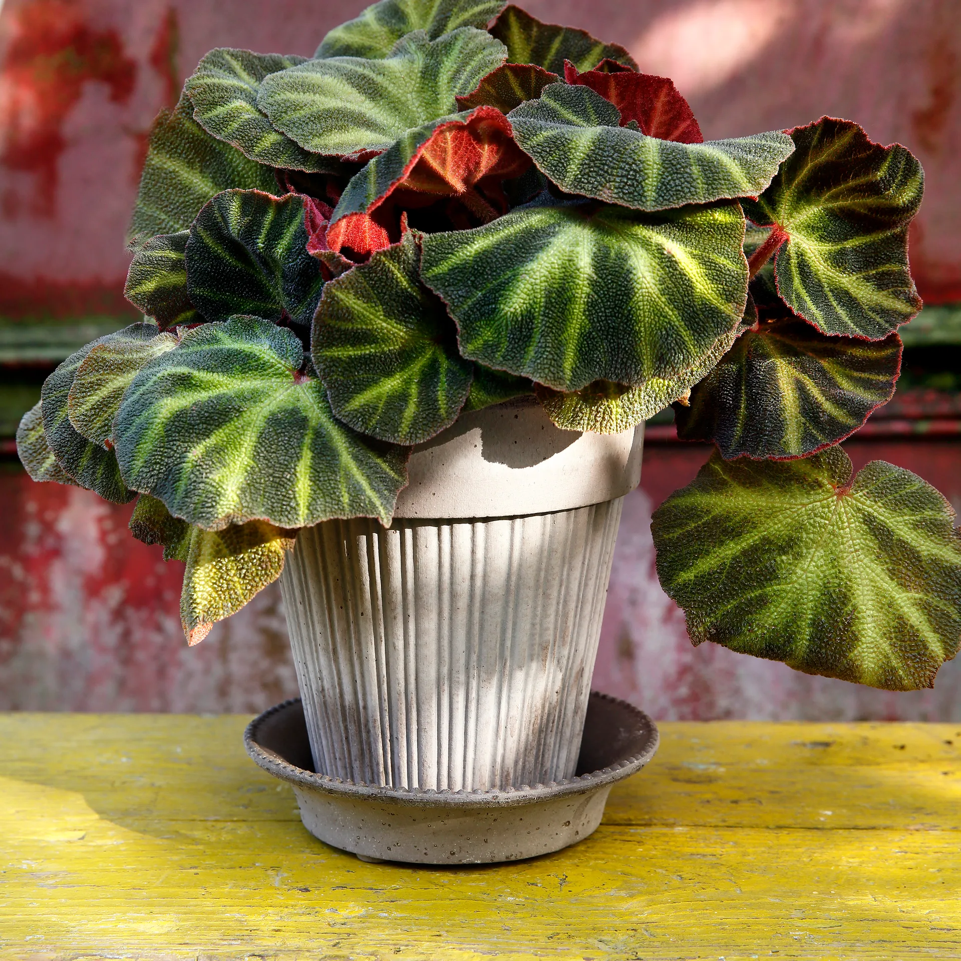 Cache-pot Simona 16 cm, Gris Bergs Potter