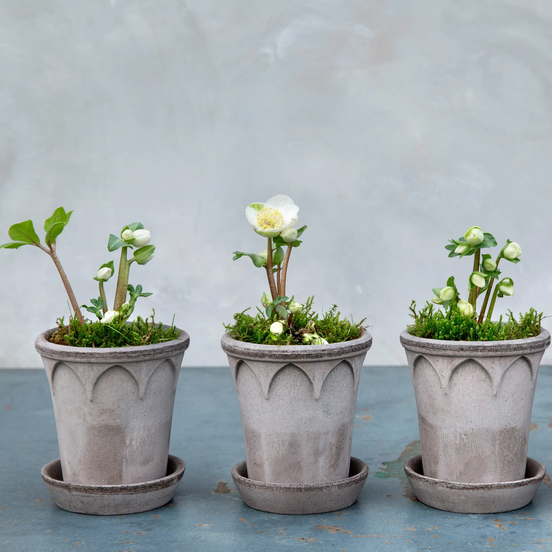 Pot Elizabeth Ø12 cm, Grey Bergs Potter