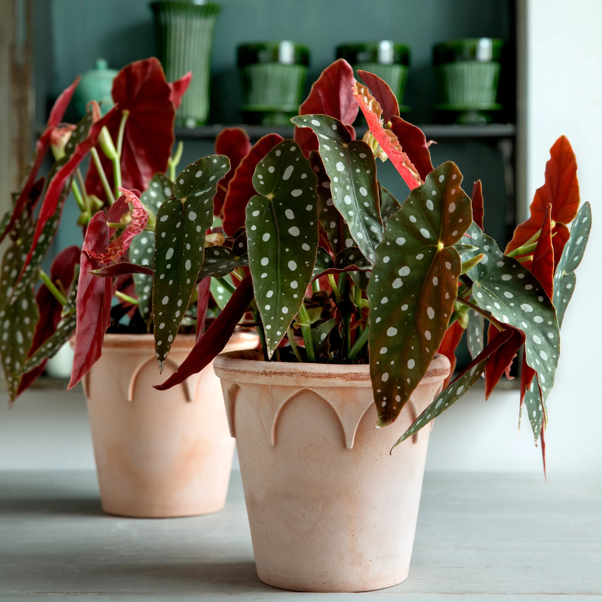 Pot Elizabeth Ø14 cm, Rose Bergs Potter