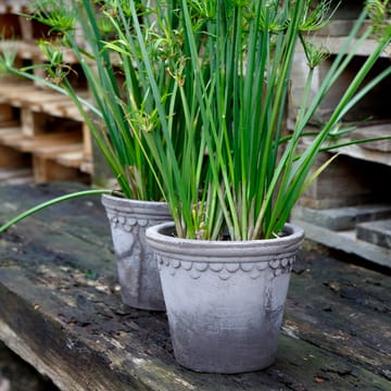 Pot Københavner Ø25 cm - Gris - Bergs Potter