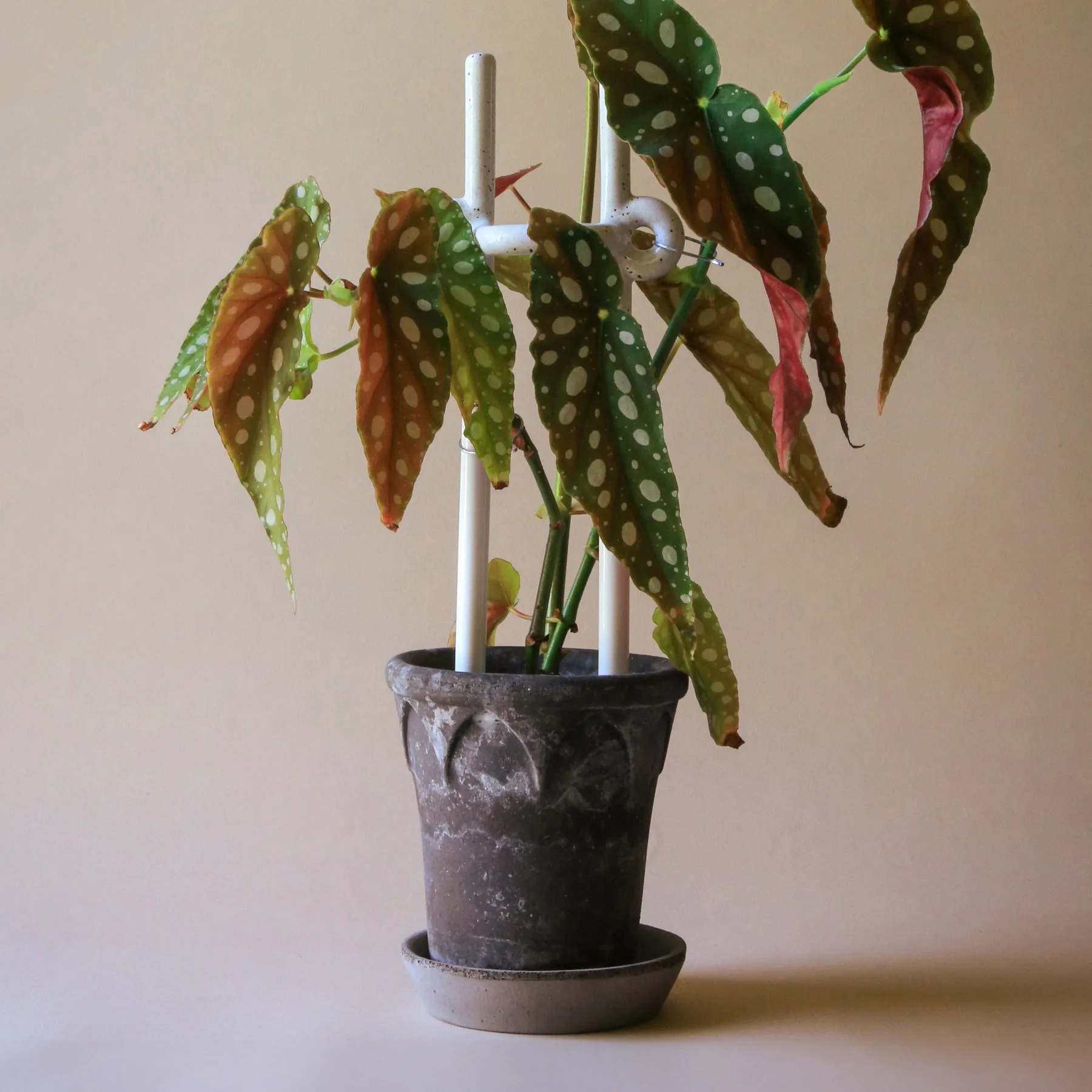 Support de plante Folk Oni, Pebble White Bergs Potter