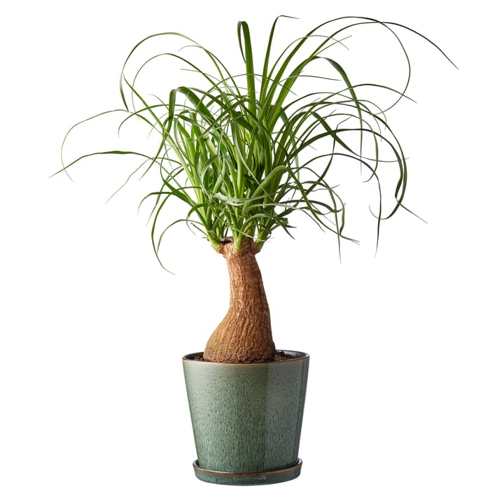 Pot avec soucoupe Bitz Ø14 cm - Vert-noir - Bitz