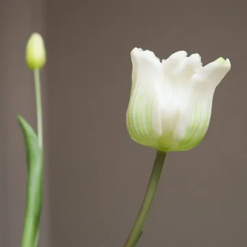 Bouquet artificiel de tulipes Triumph - Blanc, 10 pcs - Botané