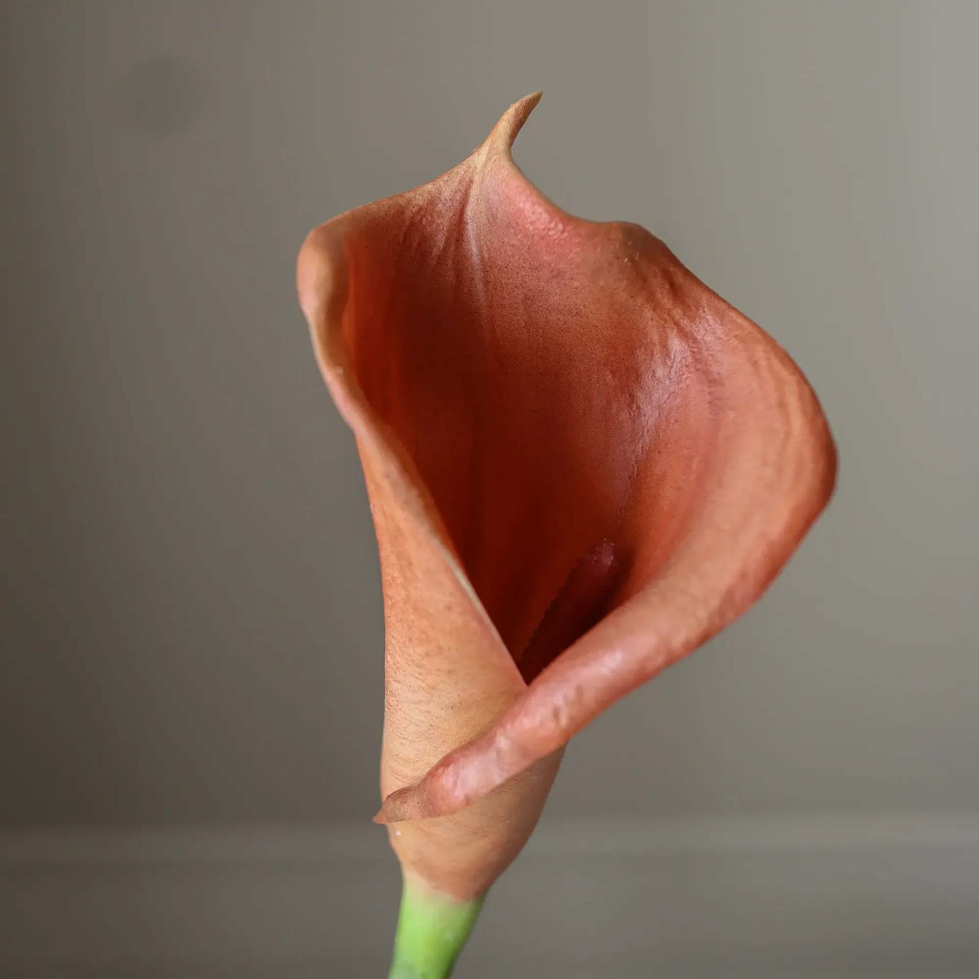 Bouquet artificiel lys calla, Marron, 62 cm, 8 pièces Botané