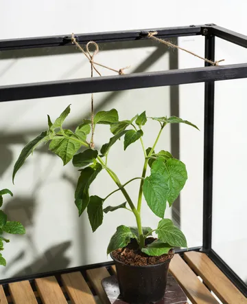 Armoire à plantes Grower Greens - Noir, 81x137 cm - Brafab