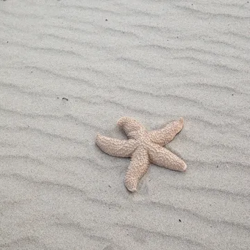 Étoile de mer Mandy - Beige - Byon