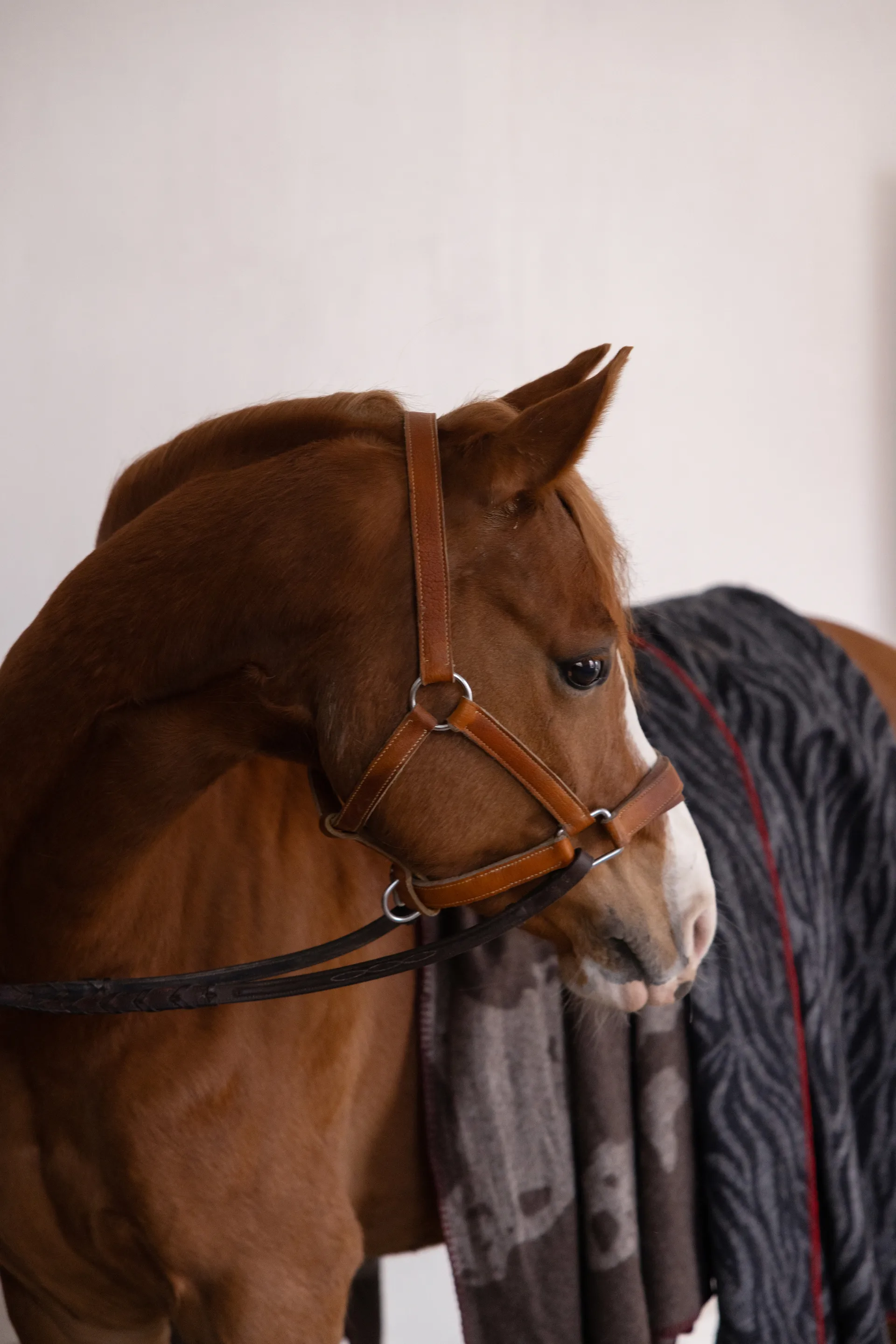 Plaid Anima 130x200 cm, Vache Byon