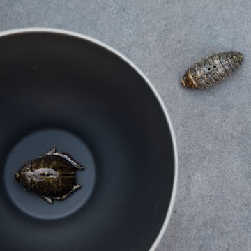 Salière et poivrière scarabées - brun - Byon
