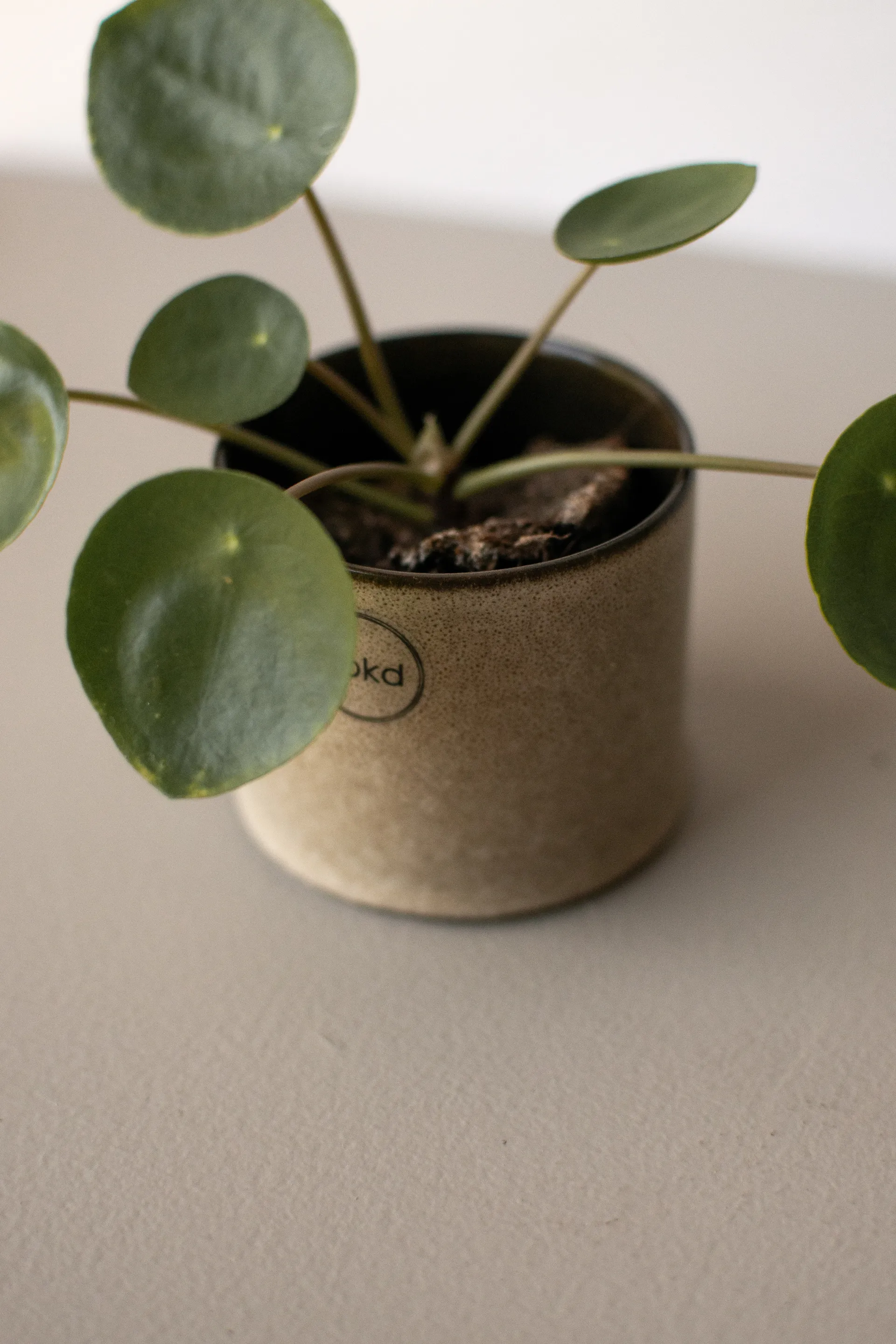 Cache-pot Astillbe small Ø7 cm, Beige DBKD