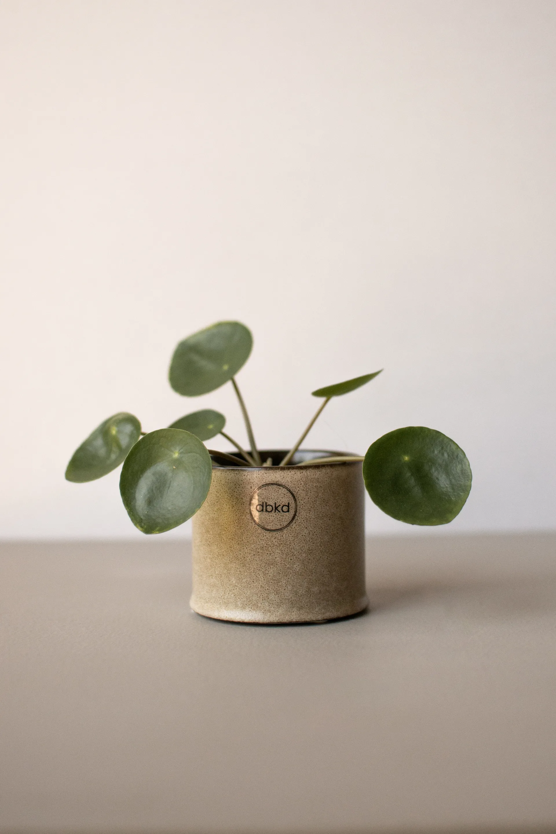 Cache-pot Astillbe small Ø7 cm, Beige DBKD
