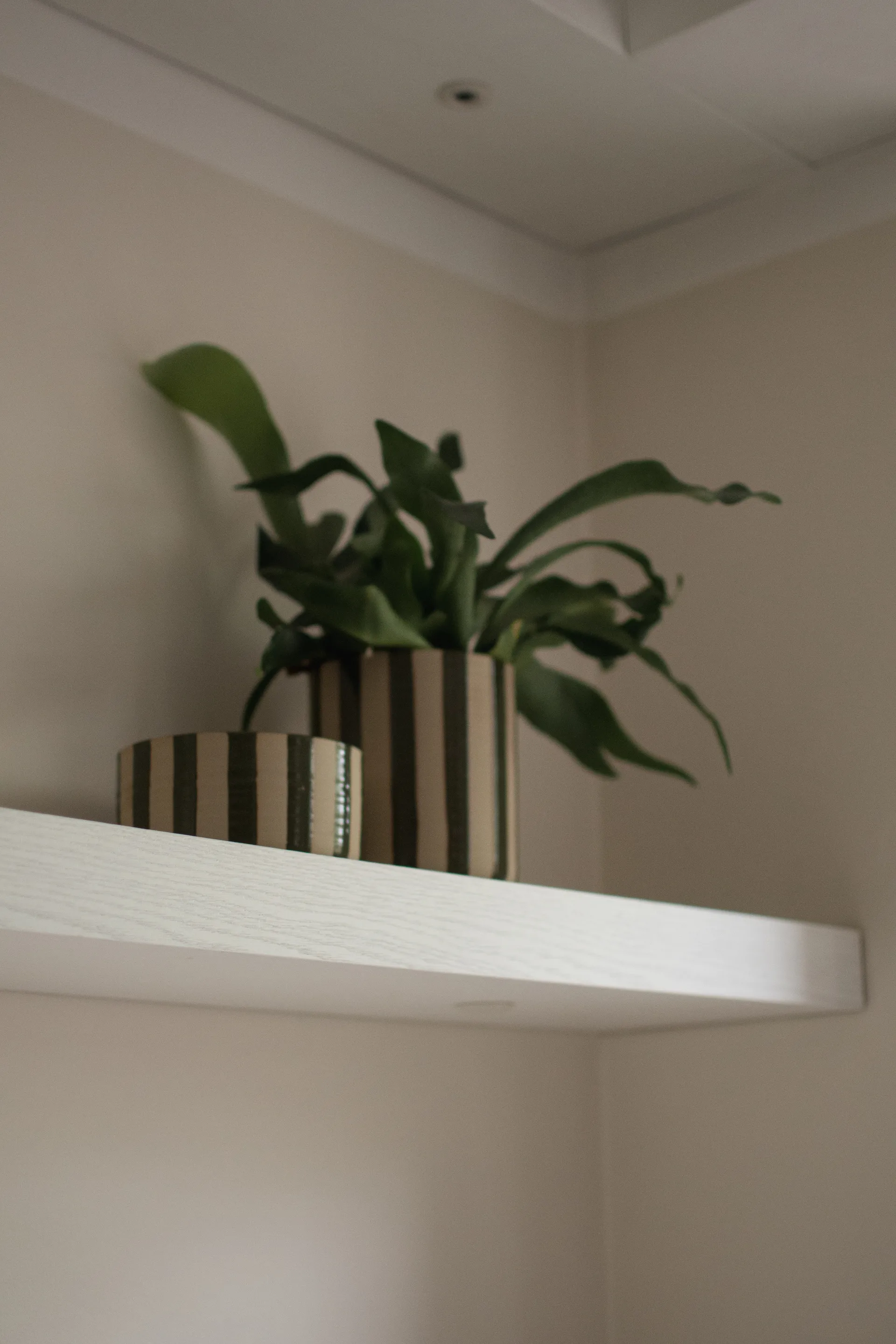 Coupe décorative Line Ø16 cm, Stripe Green DBKD