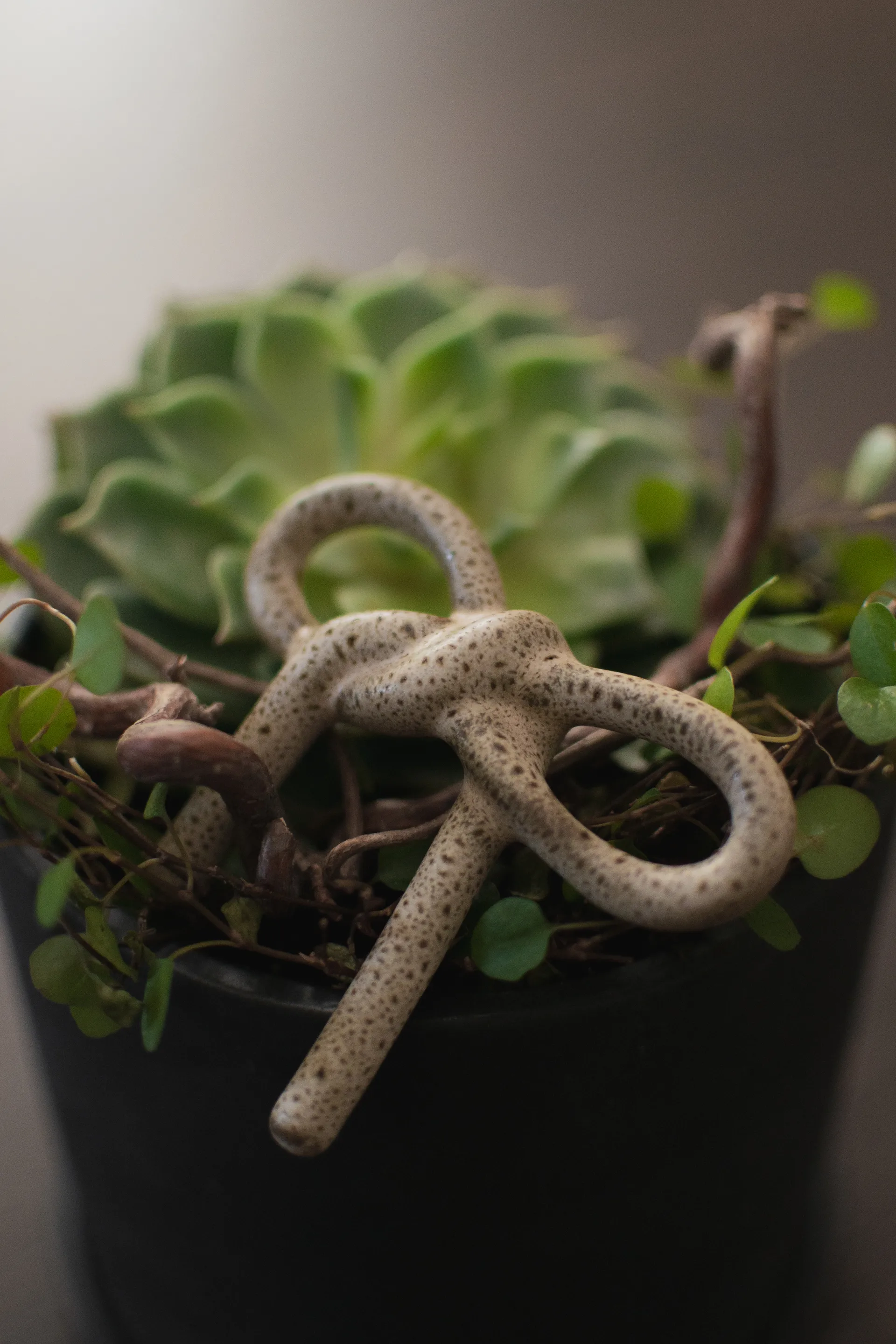 Décoration florale Bow, Beige DBKD