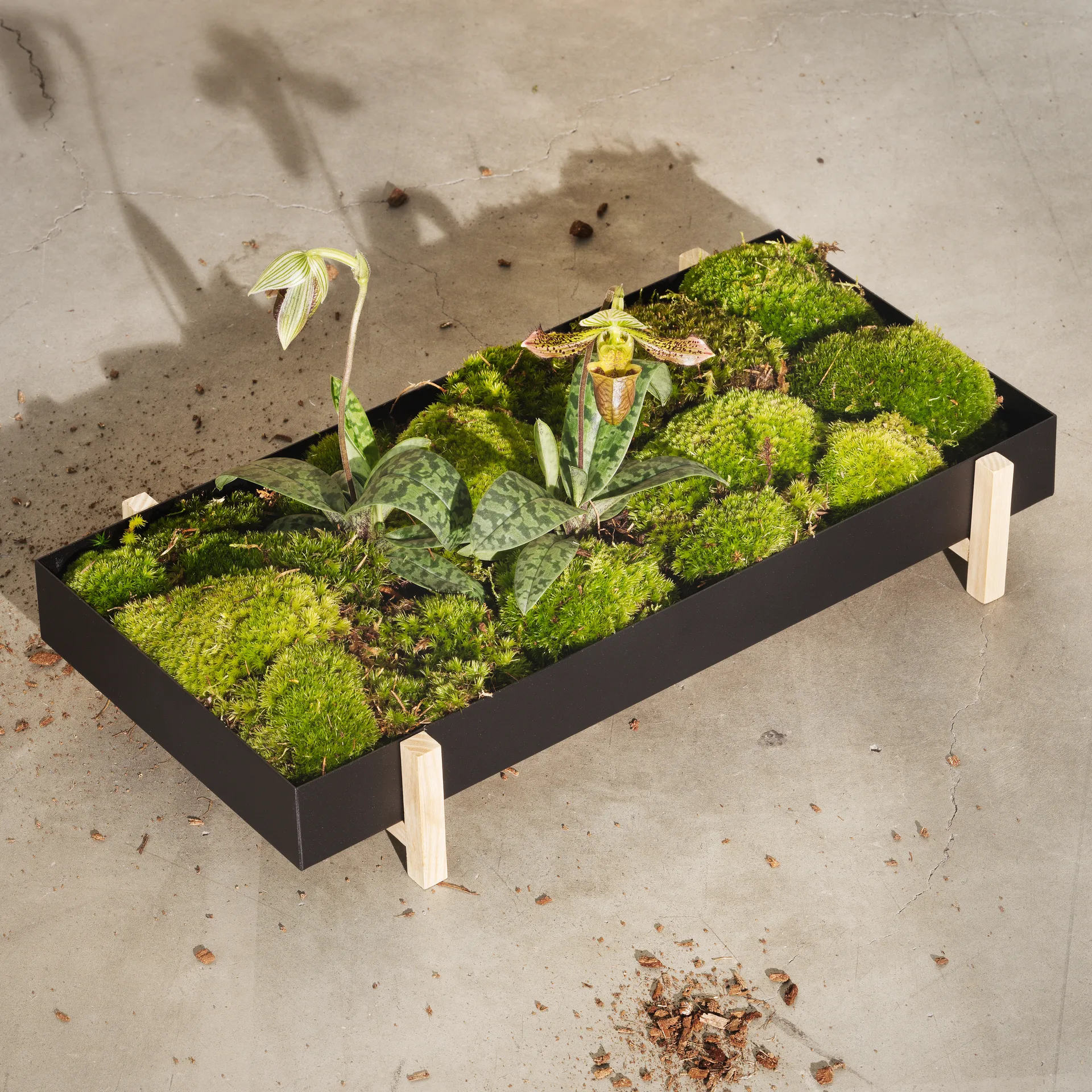 Botanic Plateau de fleurs Flower Tray, noir Design House Stockholm