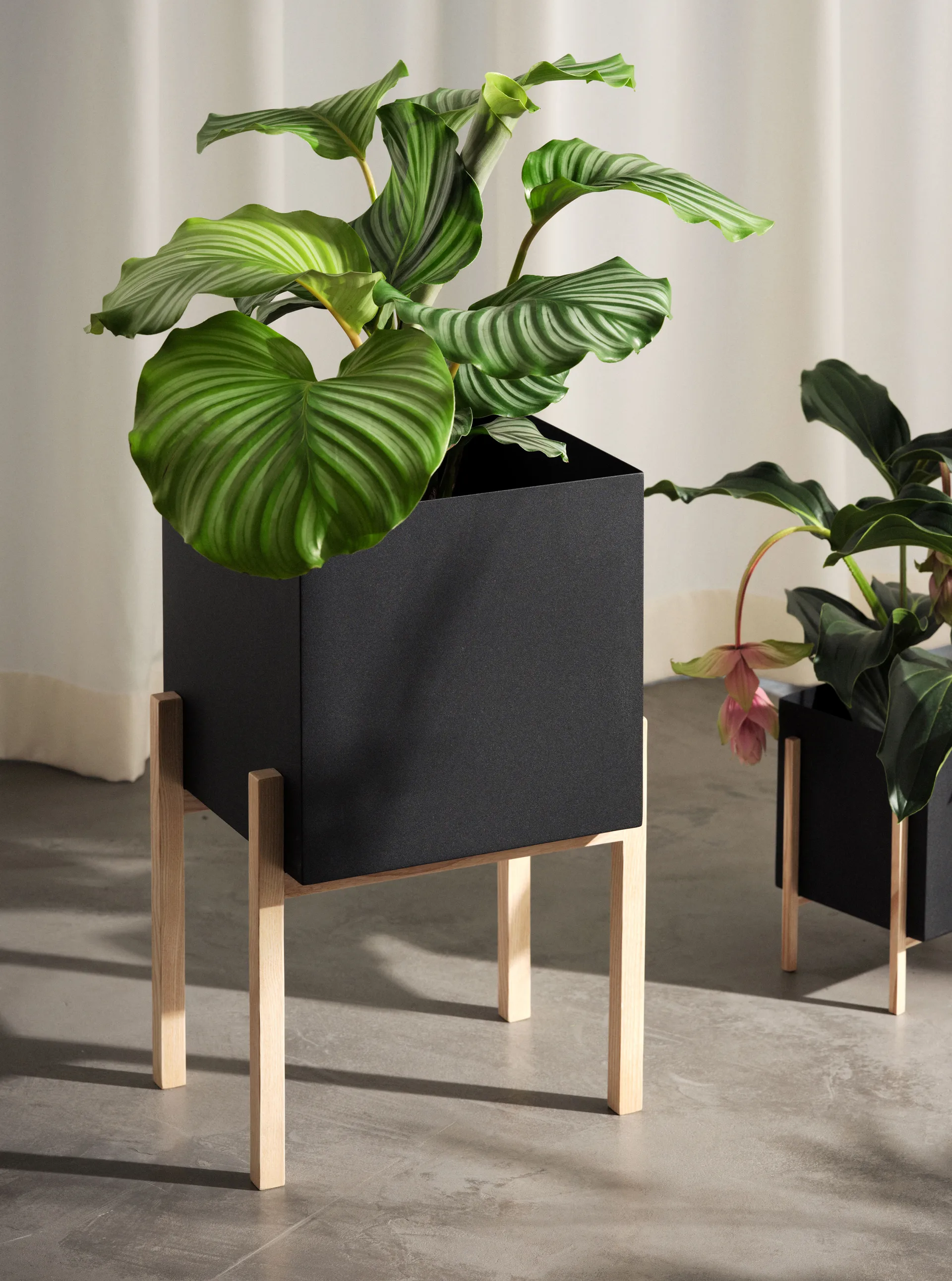 Cache-pot Botanic pedestal, Noir-frêne Design House Stockholm