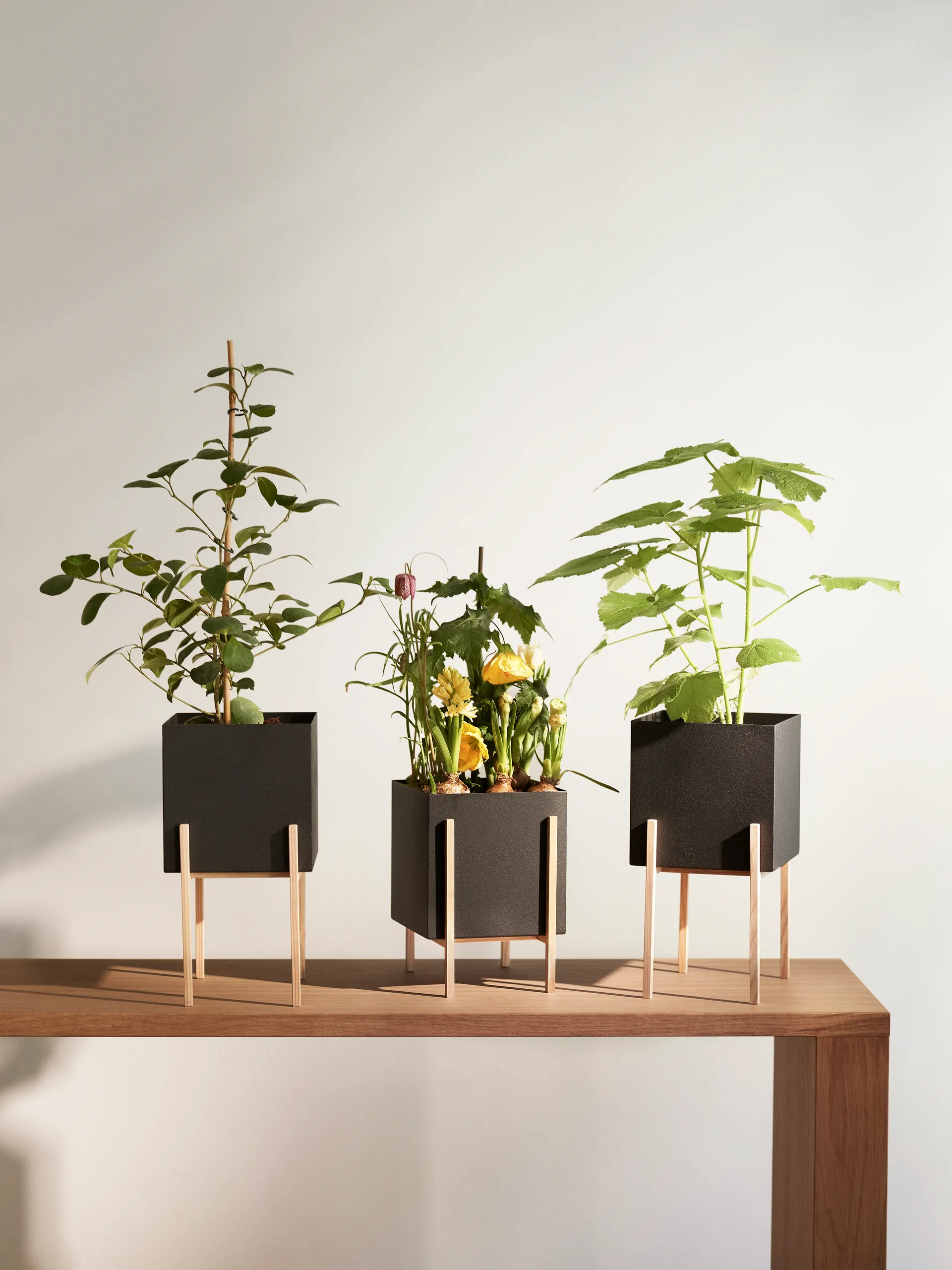Cache-pot Botanic pedestal, Noir-frêne Design House Stockholm
