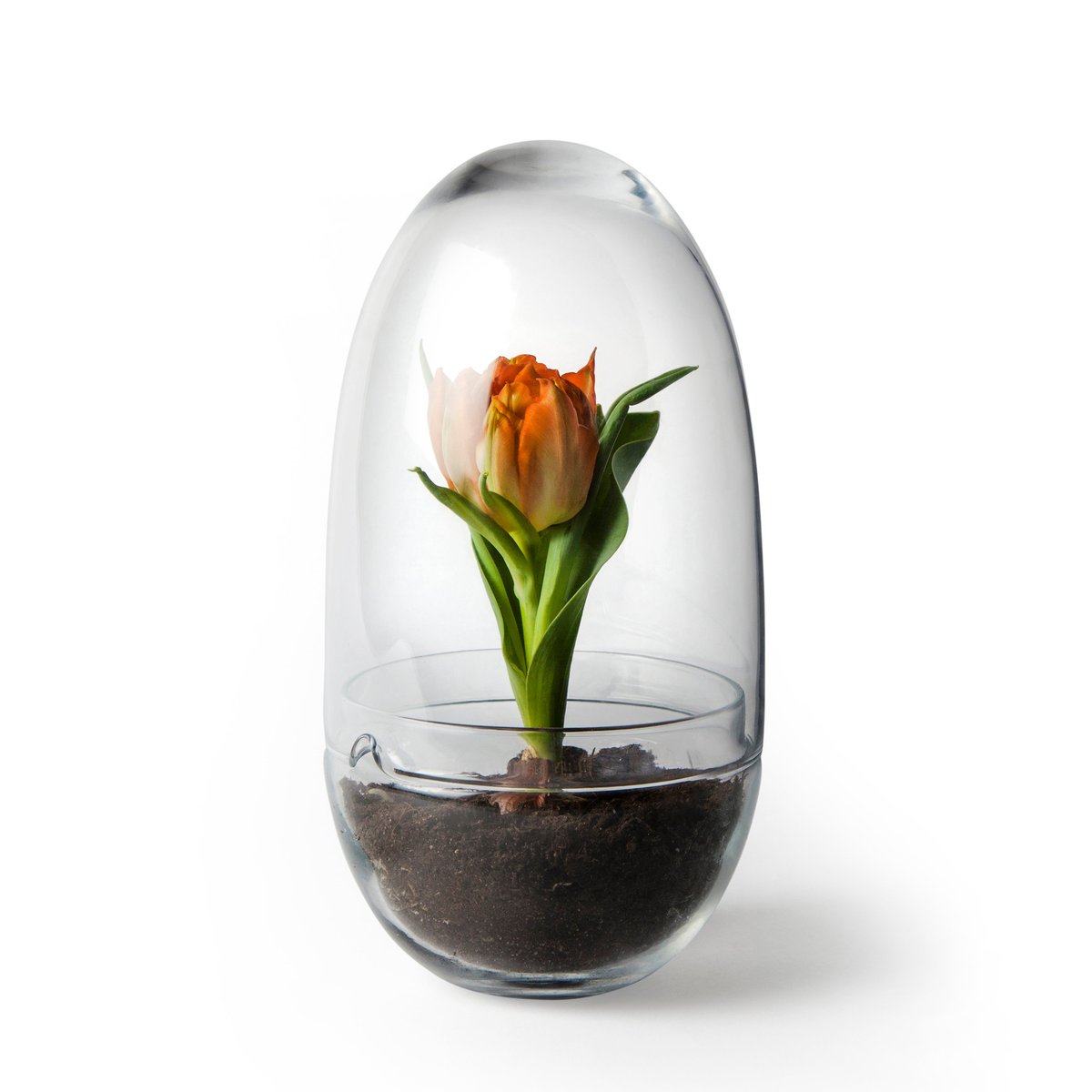 Design House Stockholm Serre Grow Moyen o11 cm | Design Scandinave | Cache-pots | Transparent