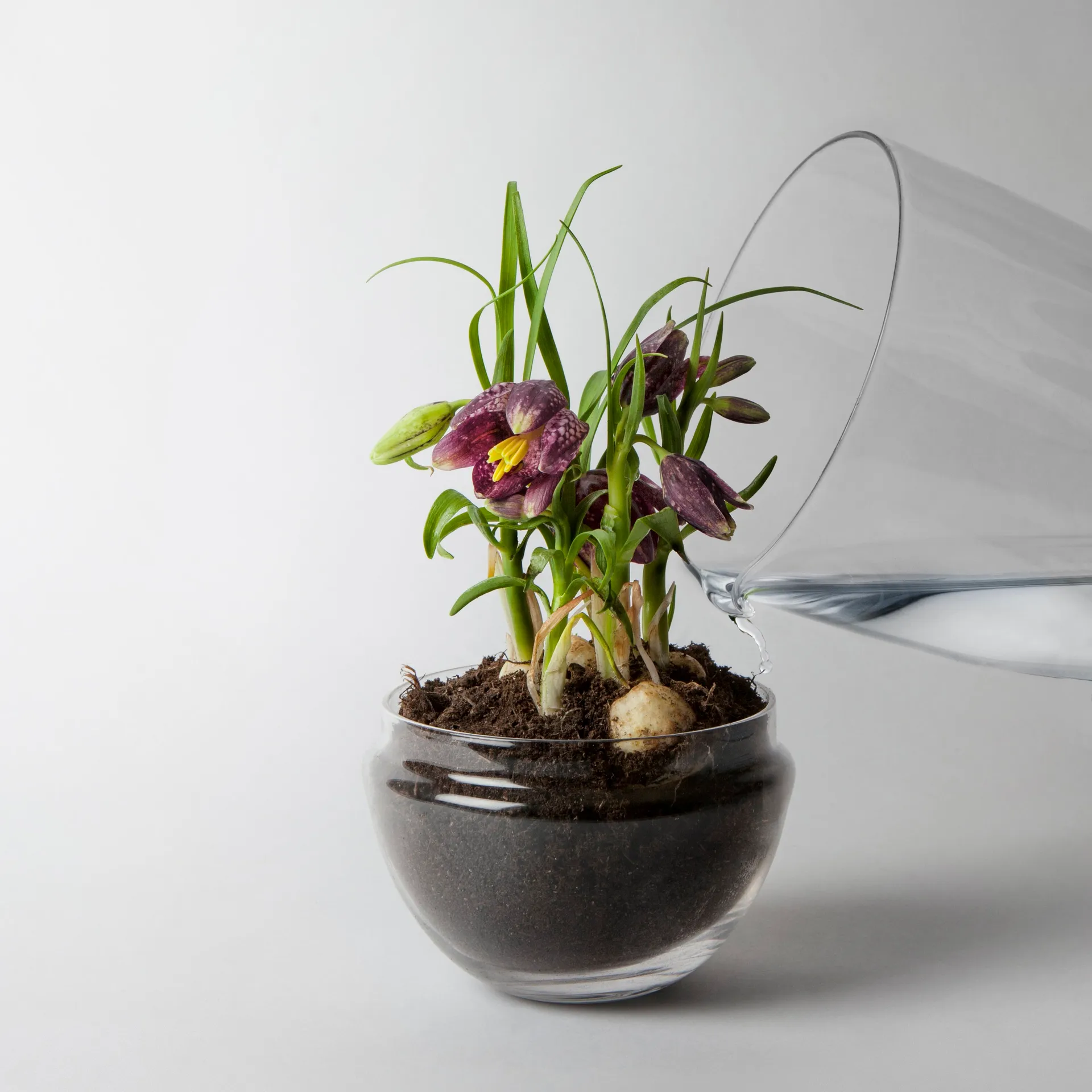 Serre Grow, Moyen ø11 cm Design House Stockholm