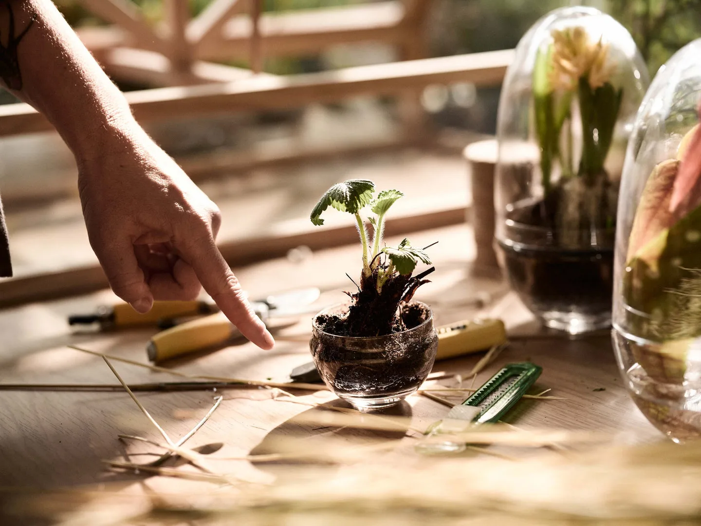 Serre Grow, Small ø8 cm Design House Stockholm