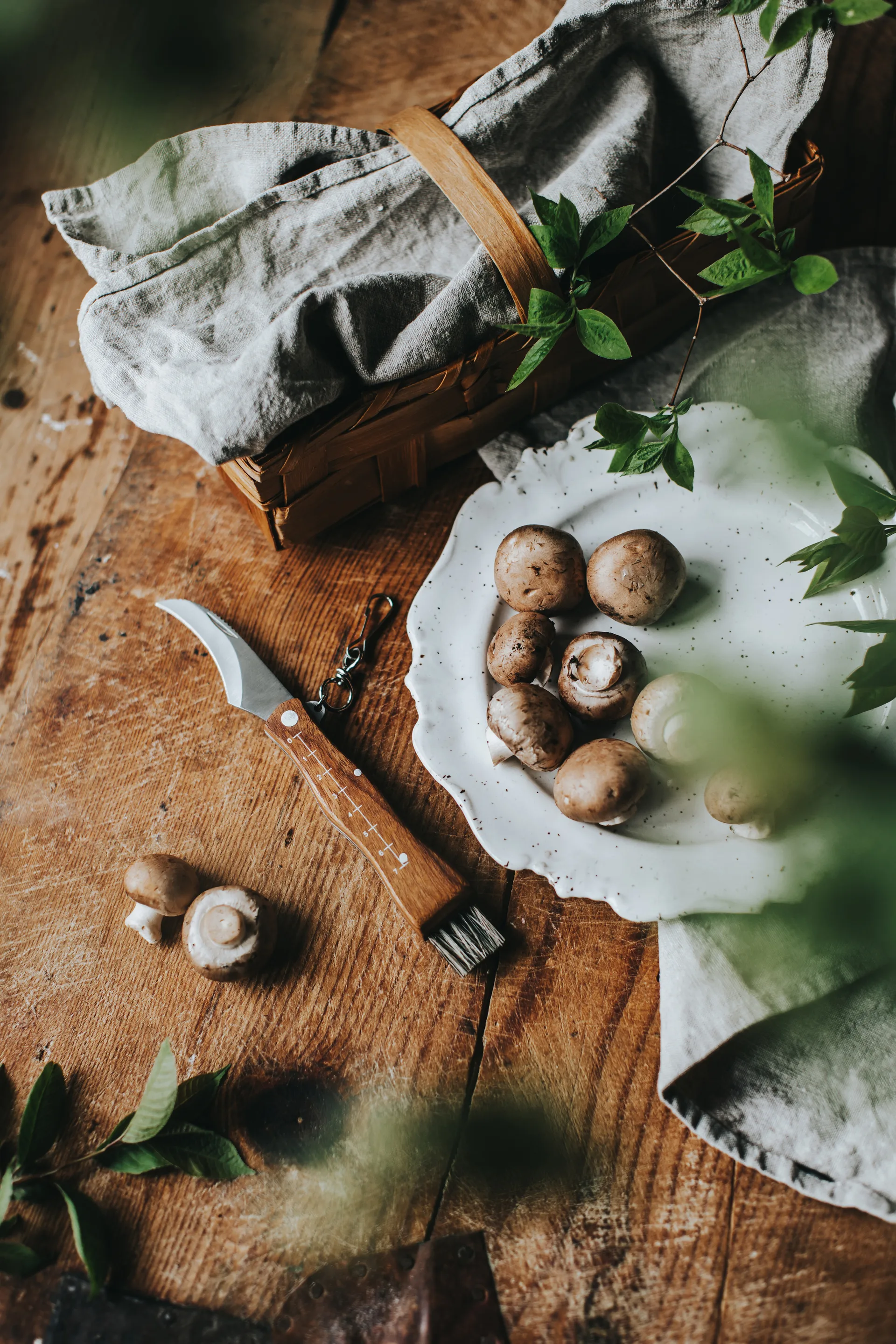 Couteau à champignons Stuti avec manche en bois brun et brosse 13×2 cm, Acier inoxydable Dorre