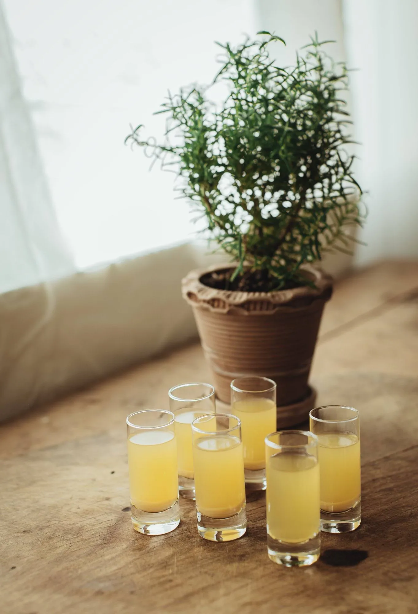 Verre à schnaps Saba, Verres à liqueur droits, lot de 6, 6 cl Dorre