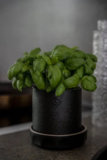 Pot avec soucoupe Ernst - Noir-naturel, Ø11x11 cm - ERNST