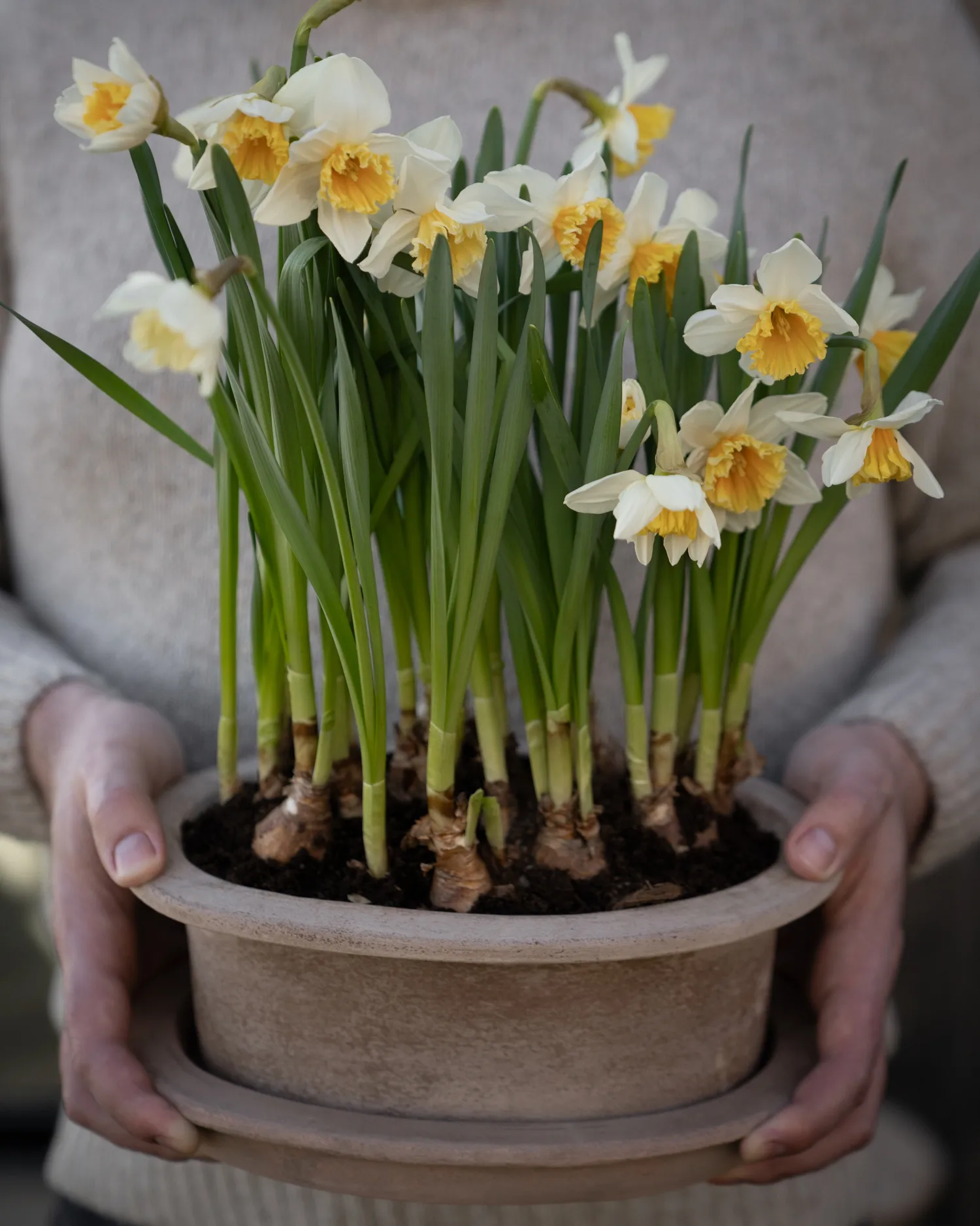 Pot en terracotta Ernst ovale 2 pièces, Marron ERNST