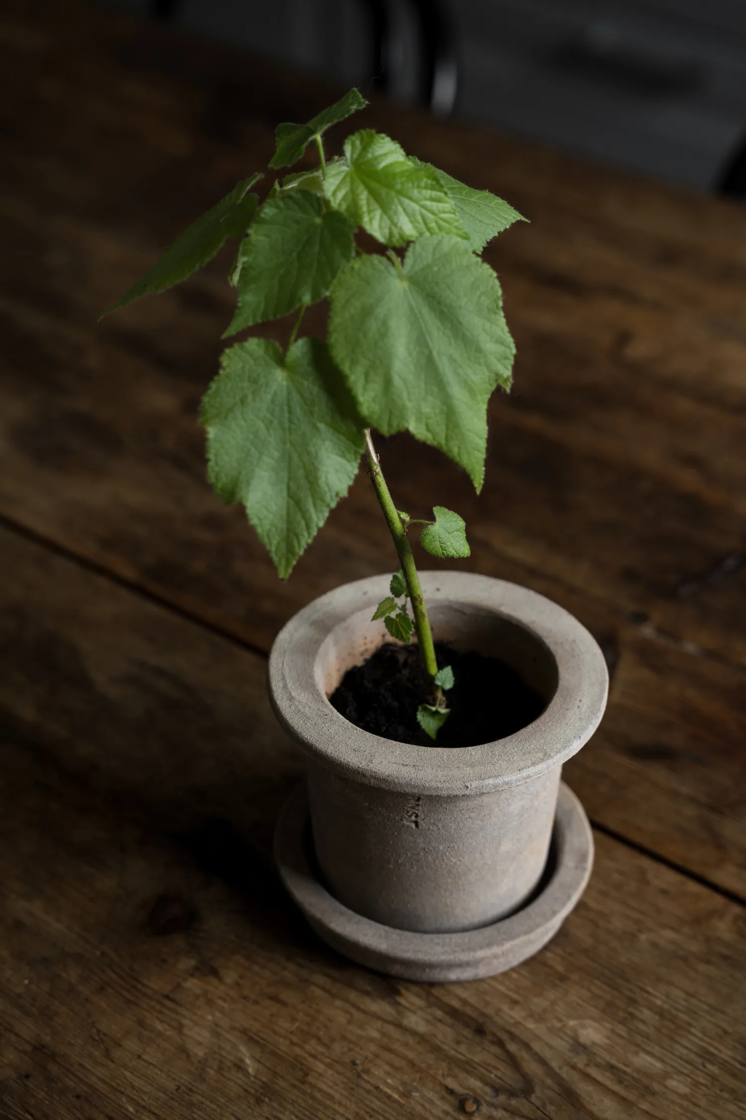 Pot en terre cuite Ernst avec soucoupe, Ø12x10 cm ERNST