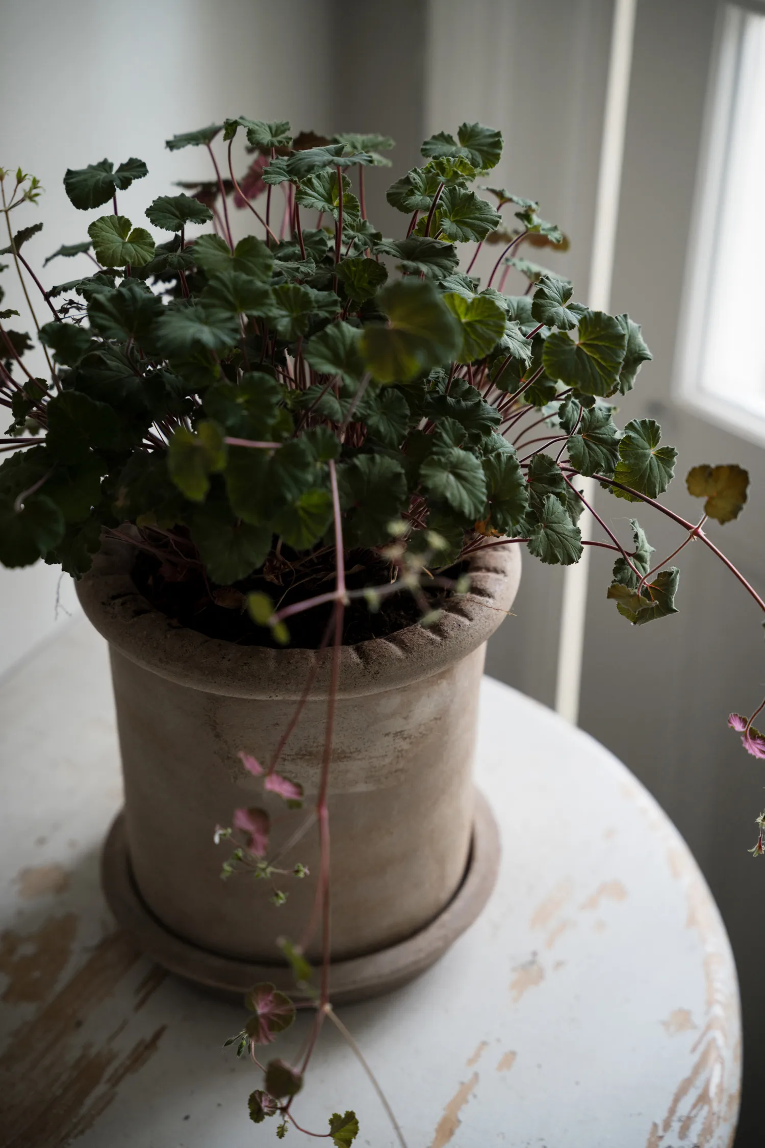 Pot en terre cuite Ernst avec soucoupe, Ø20x20 cm ERNST