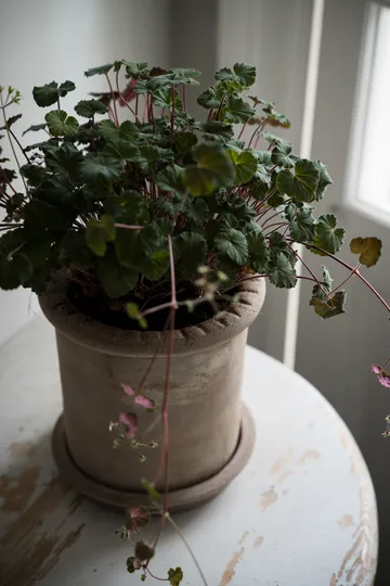 Pot en terre cuite Ernst avec soucoupe - Ø20x20 cm - ERNST