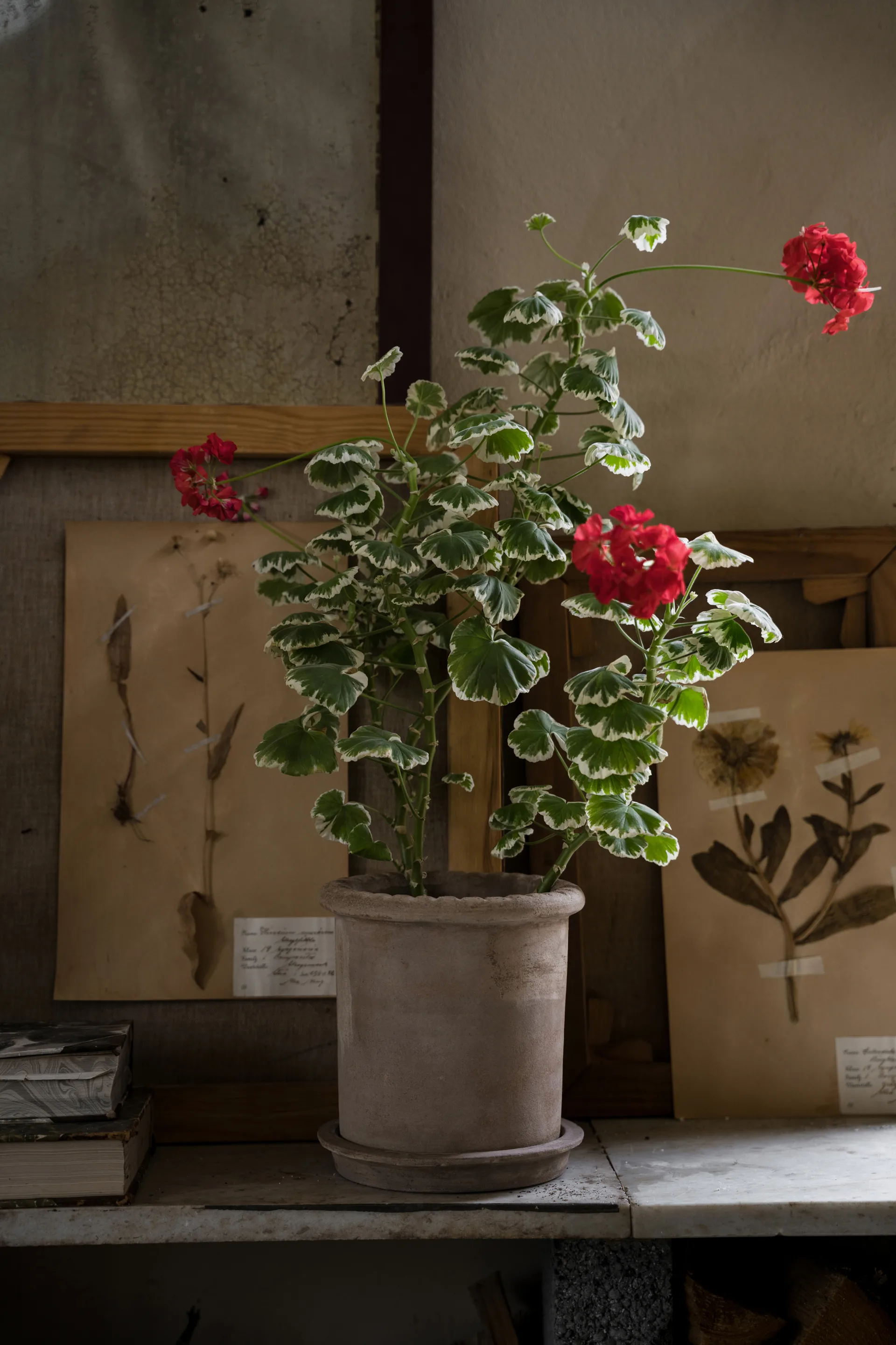 Pot en terre cuite Ernst avec soucoupe, Ø20x20 cm ERNST