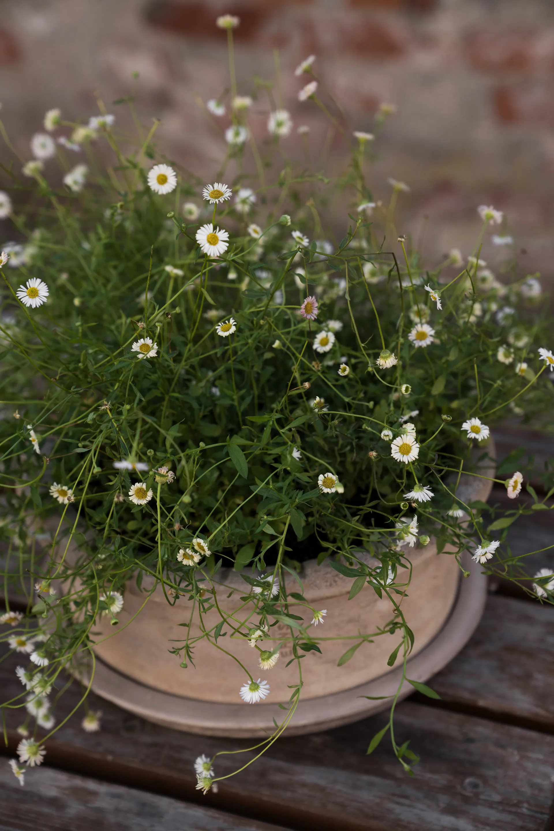 Pot en terre cuite Ernst avec soucoupe, Ø33x12 cm ERNST