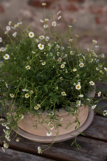 Pot en terre cuite Ernst avec soucoupe - Ø33x12 cm - ERNST