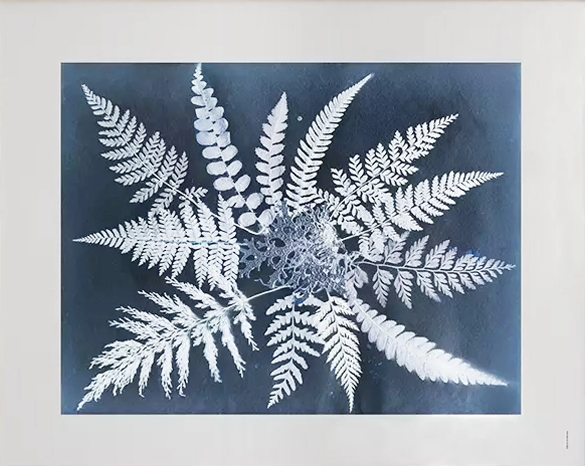 Poster Fern star, 40x50 cm Fine Little Day