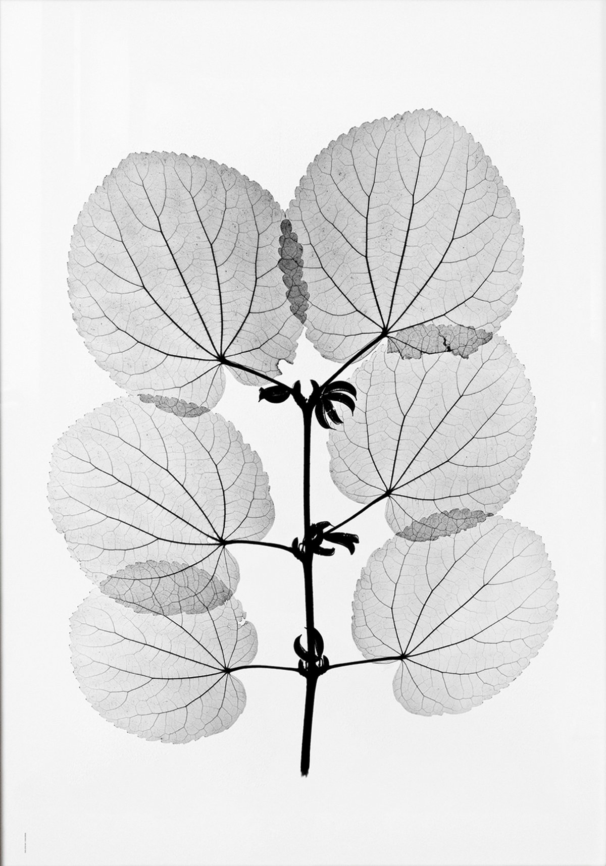 Fine Little Day Poster Katsura 70x100 cm | Design Scandinave | Posters | Noir