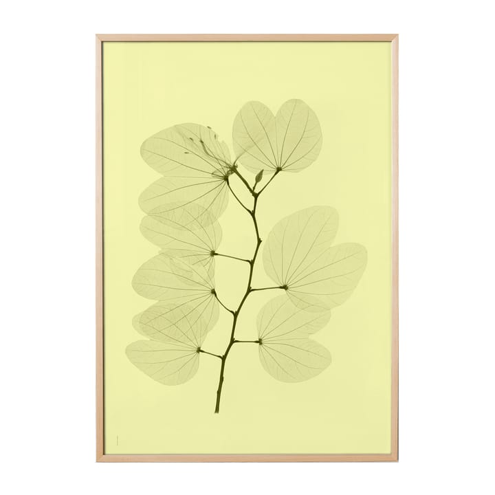 Poster Orkidebauhinia - 70x100 cm - Fine Little Day