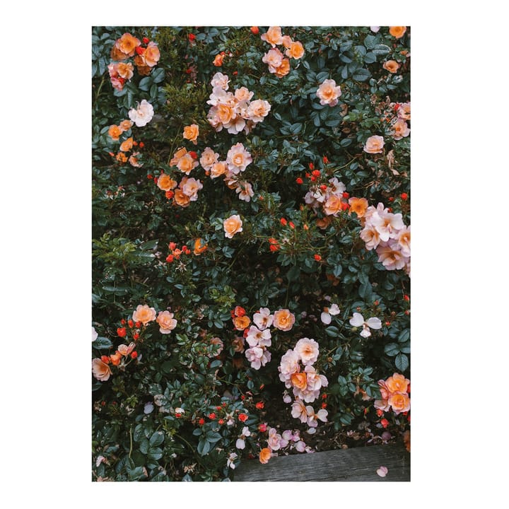 Poster Rose - 70x100 cm - Fine Little Day